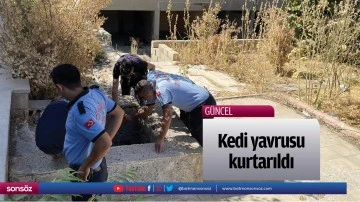 Kedi yavrusu kurtarıldı