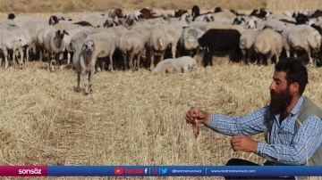 Kek ve lahmacun yiyen koyunu "G&uuml;l&ccedil;in"in g&uuml;l&uuml;mseten dostluğu