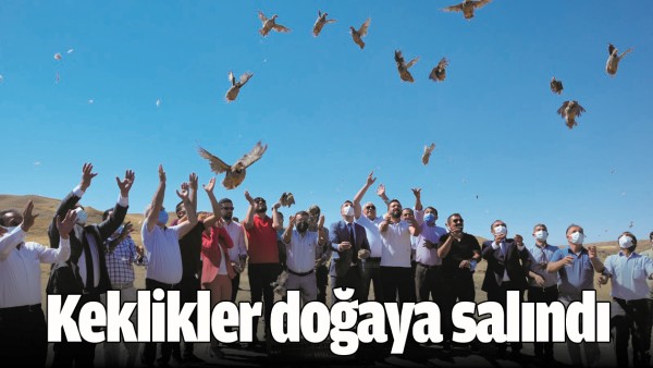 KEKLİKLER DOĞAYA SALINDI
