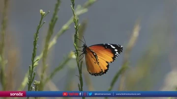 Kelebekler, Diyarbakır'ın doğasını s&uuml;sl&uuml;yor