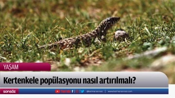 Kertenkele pop&uuml;lasyonu nasıl artırılmalı?