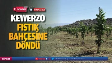 Kewerzo, fıstık bah&ccedil;esine d&ouml;nd&uuml;