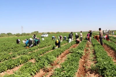 Kilis'te biber hasadı başladı