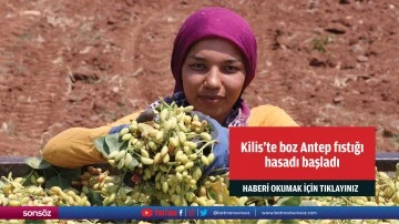 Kilis'te boz Antep fıstığı hasadı başladı