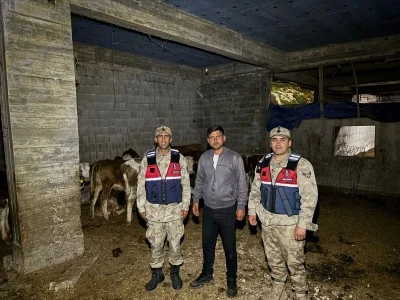 Kilis'te kaybolan b&uuml;y&uuml;kbaş hayvanlar jandarma tarafından bulundu