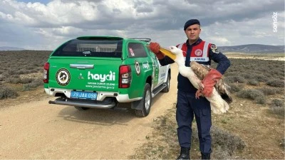Kilis'te yaralı bulunan pelikan koruma altına alındı