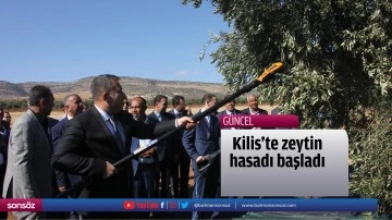 Kilis'te zeytin hasadı başladı
