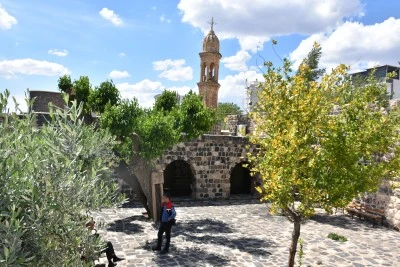 Kilise avlusundaki 402 yıllık dut ağacının bakımı yapılıyor