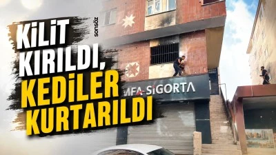 Kilit kırıldı, kediler kurtarıldı