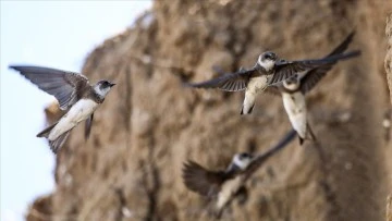 kırlangı&ccedil; yuvaları, fotoğraf&ccedil;ıların uğrak yeri oldu