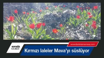 Kırmızı laleler Mava&rsquo;yı s&uuml;sl&uuml;yor