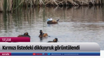 Kırmızı listedeki dikkuyruk g&ouml;r&uuml;nt&uuml;lendi