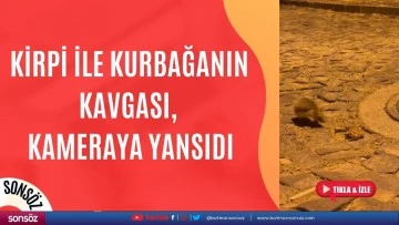Kirpi ile kurbağanın kavgası, kameraya yansıdı