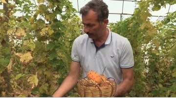 Kiwano &uuml;reticiye gelir kapısı oldu