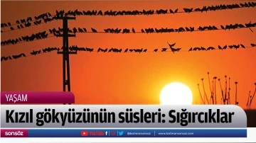 Kızıl g&ouml;ky&uuml;z&uuml;n&uuml;n s&uuml;sleri: Sığırcıklar