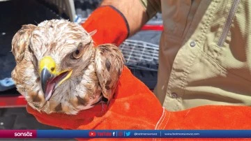 Kızıl şahin tedavi altına alındı