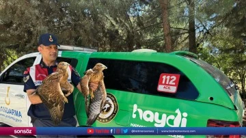 Kızıl şahinler koruma altına alındı