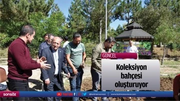 Koleksiyon bah&ccedil;esi oluşturuyor