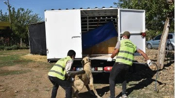 K&ouml;peğin saldırısında 3 &ccedil;ocuk yaralandı
