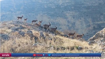 Koruma altındaki yaban ke&ccedil;ileri yerleşim yerine indi