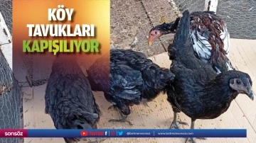K&ouml;y tavukları kapışılıyor