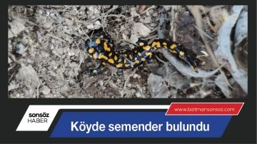 K&ouml;yde semender bulundu