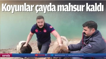 Koyunlar &ccedil;ayda mahsur kaldı