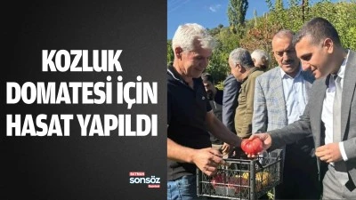 Kozluk Domatesi i&ccedil;in hasat yapıldı