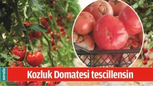 KOZLUK DOMATESİ TESCİLLENSİN