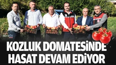 Kozluk domatesinde hasat devam ediyor