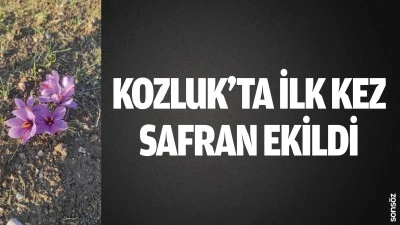 Kozluk&rsquo;ta ilk kez safran ekildi
