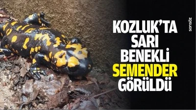 Kozluk&rsquo;ta sarı benekli semender g&ouml;r&uuml;ld&uuml;