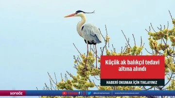 K&uuml;&ccedil;&uuml;k ak balık&ccedil;ıl tedavi altına alındı