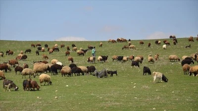 K&uuml;&ccedil;&uuml;kbaş hayvanlar meralara &ccedil;ıkarıldı
