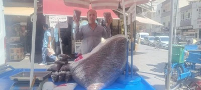 K&uuml;lde &ccedil;ekirdek geleneğini s&uuml;rd&uuml;r&uuml;yor