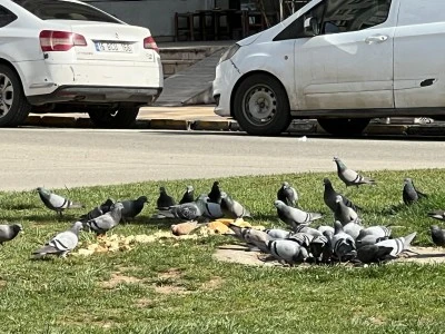 K&uuml;lt&uuml;r&rsquo;de kuşlar i&ccedil;in seferberlik