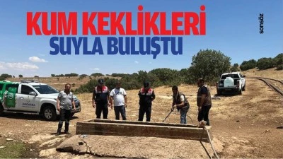 Kum keklikleri suyla buluştu