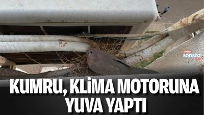Kumru, klima motoruna yuva yaptı