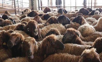Kurban Bayramı'nda 46 kesim, 15 hayvan satış yeri belirlendi