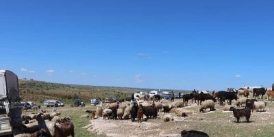 Kurban satış yerlerinde hareketlilik