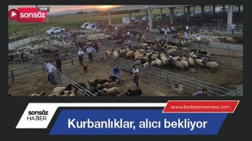 Kurbanlıklar, alıcı bekliyor