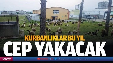 Kurbanlıklar bu yıl cep yakacak