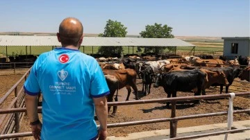 Kurbanlıklar deprem b&ouml;lgelerine g&ouml;nderiliyor