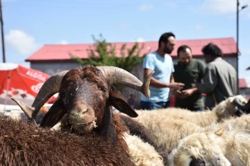 Kurbanlıklar i&ccedil;in sıkı pazarlıklar yaşanıyor