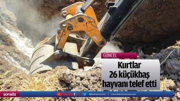 Kurtlar 26 k&uuml;&ccedil;&uuml;kbaş hayvanı telef etti