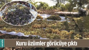 KURU &Uuml;Z&Uuml;MLER G&Ouml;R&Uuml;C&Uuml;YE &Ccedil;IKTI