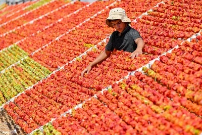 Kurutmalık sezonunda tepeler kırmızı, mor ve yeşile b&uuml;r&uuml;nd&uuml;