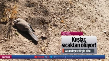Kuşlar, sıcaktan &ouml;l&uuml;yor!