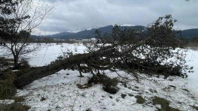 Kuvvetli r&uuml;zgar Abant'taki bazı ağa&ccedil;ları devirdi