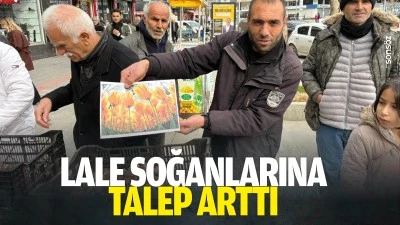 Lale soğanlarına talep arttı